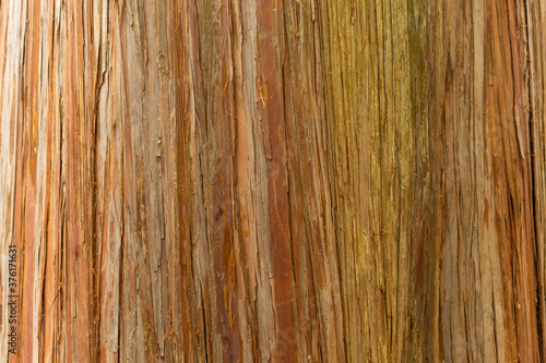 texture of trunk of tree on mount takao, tokyo, japan