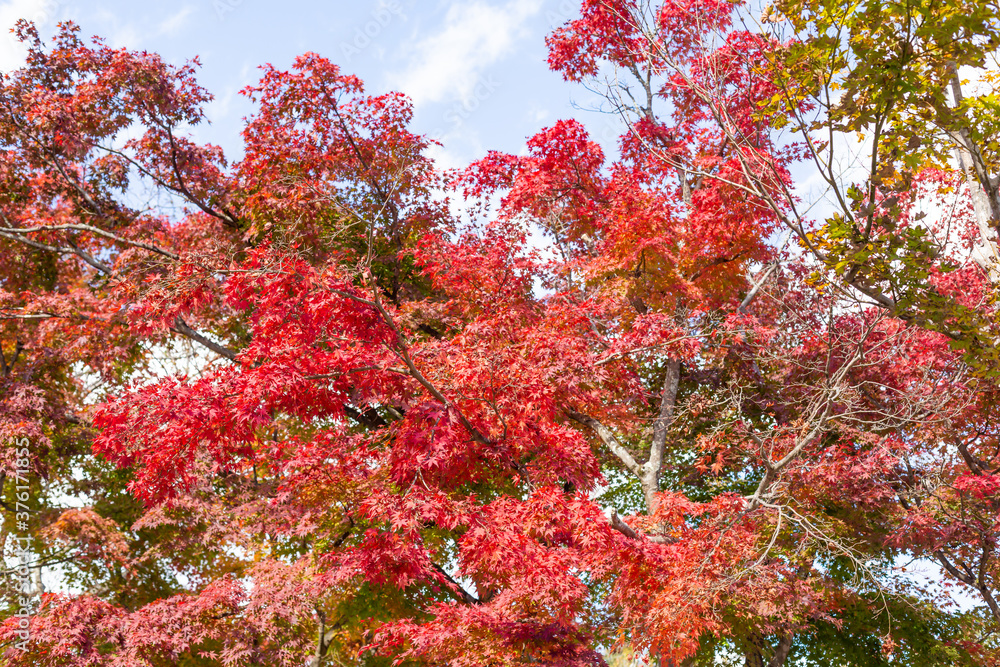 autumn red colored leaves of trees on mount takao, tokyo, japan autumn red colored leaves of trees on mount takao, tokyo, japan