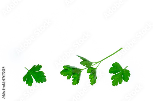 chopped flat-leaved parsley leaves isolated on white background with copy space