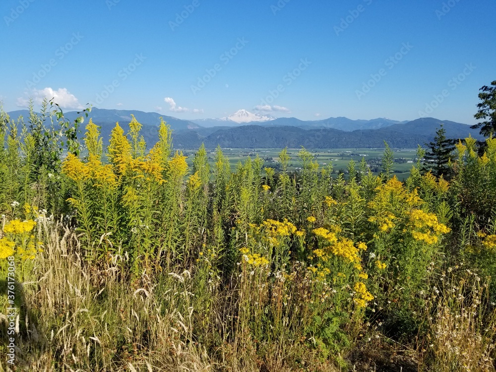 yellow flowers in the mountains yellow flowers in the mountains