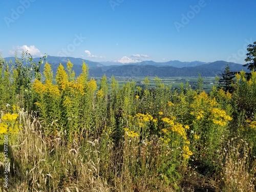 yellow flowers in the mountains