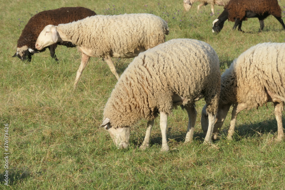 sheep and lambs sheep and lambs