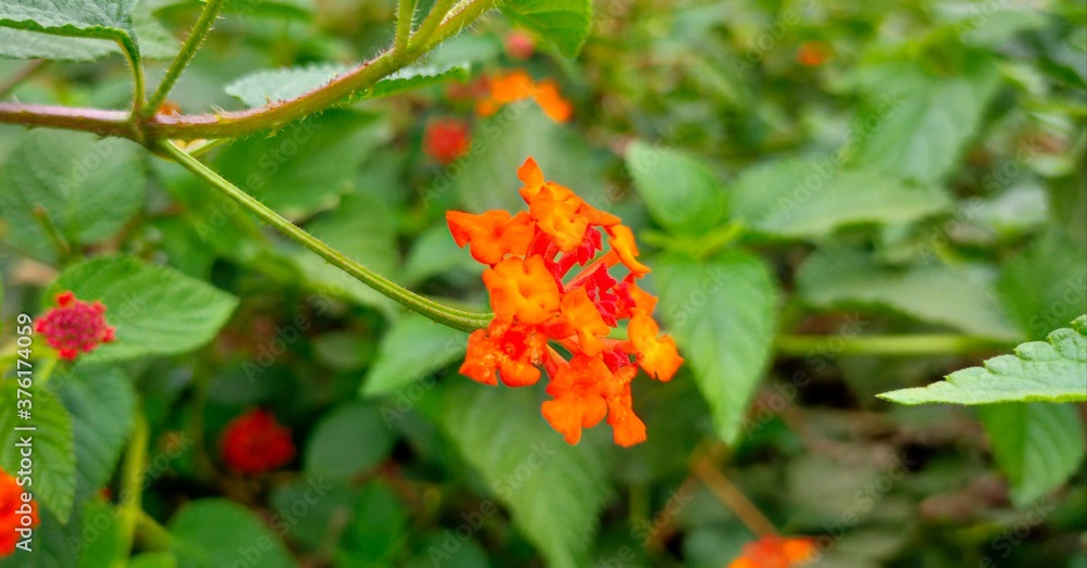 orange flower with big petals and green leafs.