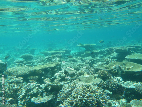 Unterwasserwelt Embudu