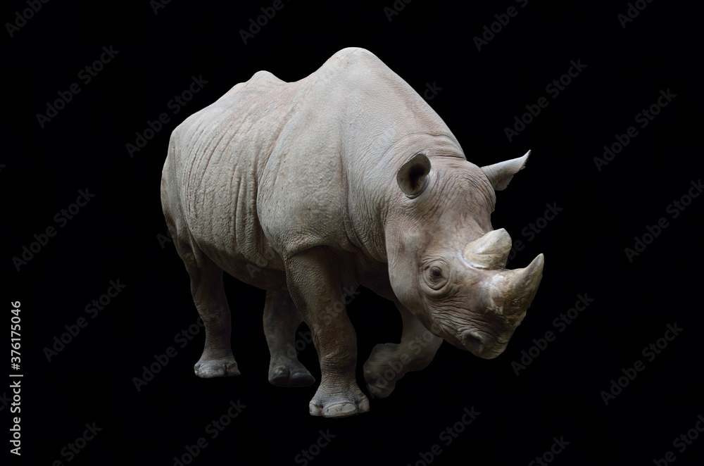 Obraz premium サイ 黒バック