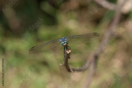 primo piano della libellula su un ramoscello © coloroby