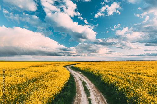 Elevated View Dramatic Sky With Fluffy Clouds On Horizon Above Rural Landscape Blooming Canola Colza Flowers Rapeseed Field. Country Road. Spring Field Agricultural Landscape