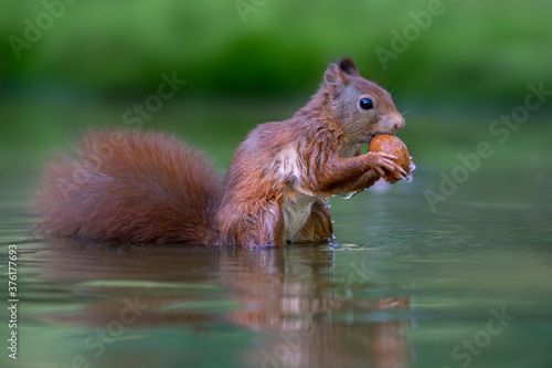 Eurasian red squirrel (Sciurus vulgaris) eating a hazelnut in a pool of water in the forest of Noord Brabant in the Netherlands. Green background.