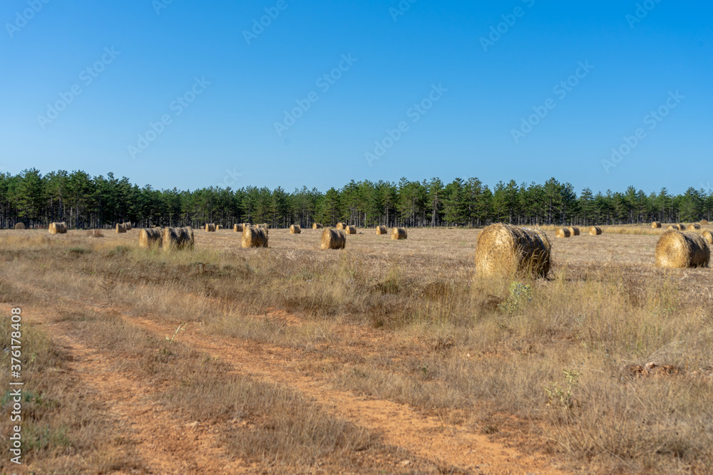 Field with bales of wheat drying in the sun in the mountains Field with bales of wheat drying in the sun in the mountains