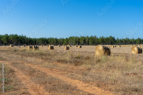 Field with bales of wheat drying in the sun in the mountains