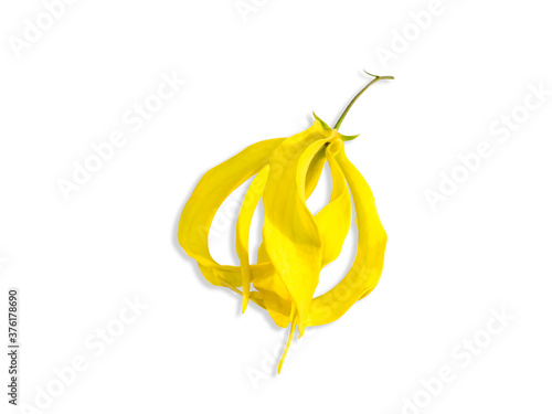 Chinese Desmos flower on white background photo