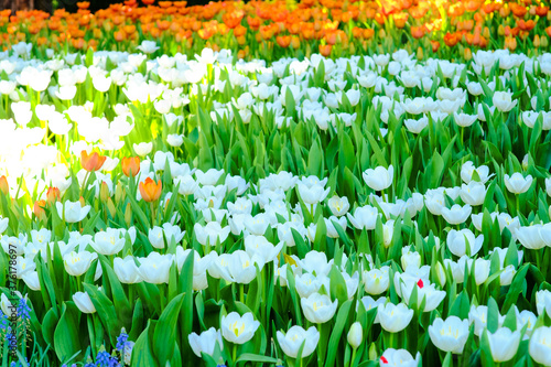 Colorful tulip flower garden green leaf winter park