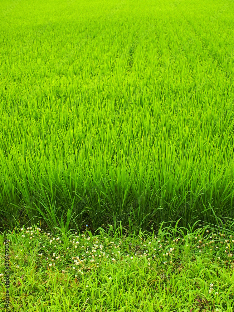 7月の青田と白詰め草咲く畦道風景 7月の青田と白詰め草咲く畦道風景