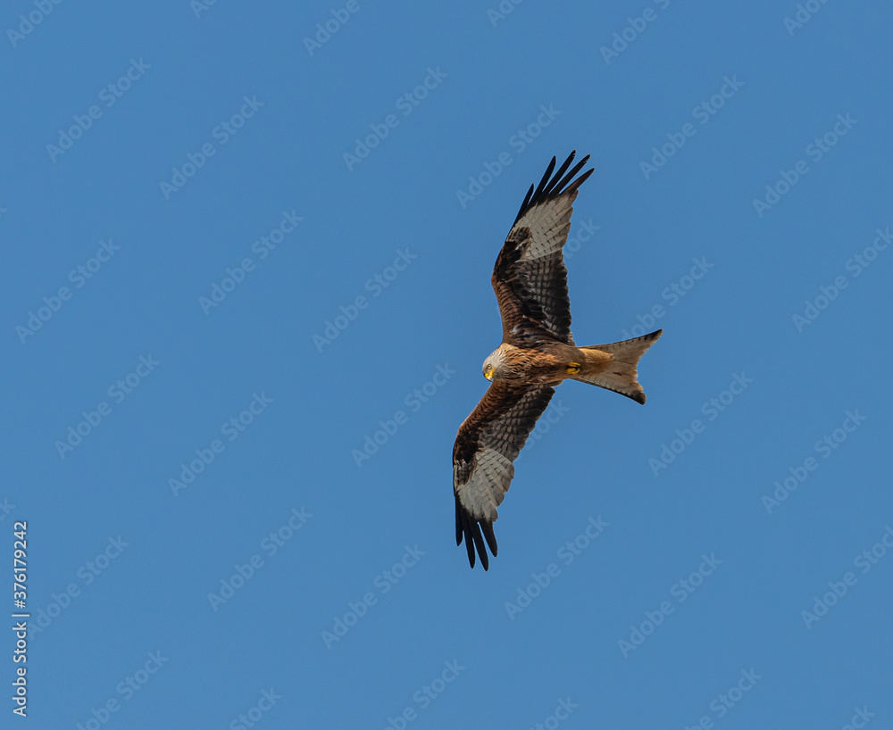 red kite (Milvus milvus) bird of prey in flight on blue sky red kite (Milvus milvus) bird of prey in flight on blue sky