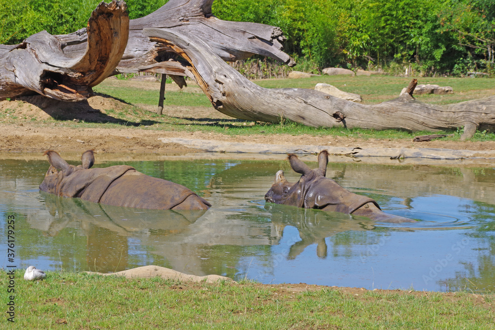 Rhinocéros au parc de la Flèche Rhinocéros au parc de la Flèche