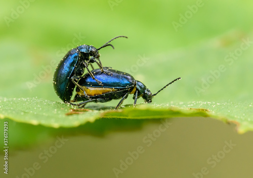 mating alder leaf beetles (Agelastica alni) on leaf