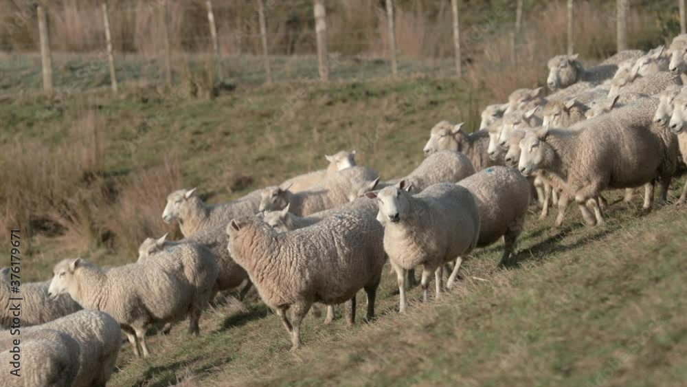 sheep being herded and one goes in another direction sheep being herded and one goes in another direction