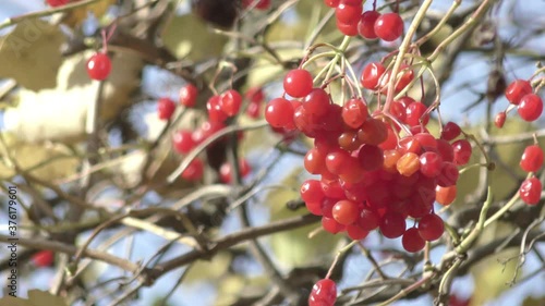 Red viburnum (guelder rose, virginity ) berry in autumn city close up