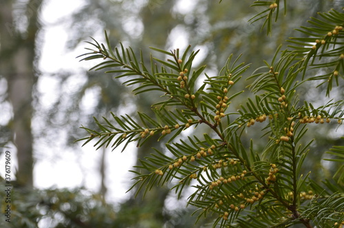 Small yellow brown globe like structures down a yew tree Taxus baccata branch that are the trees blossom photo