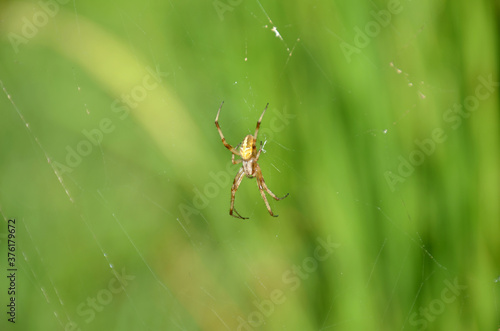 the small yellow spider insect with web in the garden.