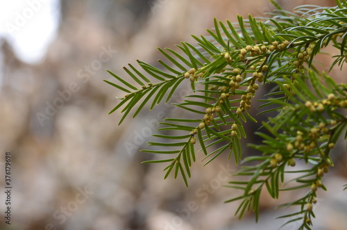 Small yellow brown globe like structures down a yew tree Taxus baccata branch that are the trees blossom photo