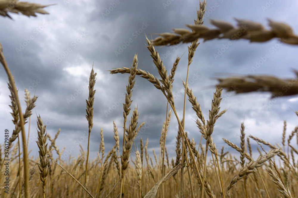 Fototapeta premium reed against gray sky