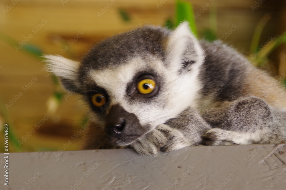 Obraz premium Mały lemur w parku Flèche