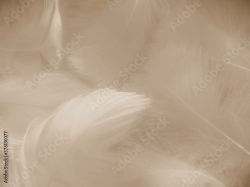 Beautiful abstract black feathers on white background and soft white feather texture on white pattern and dark background, gray feather background