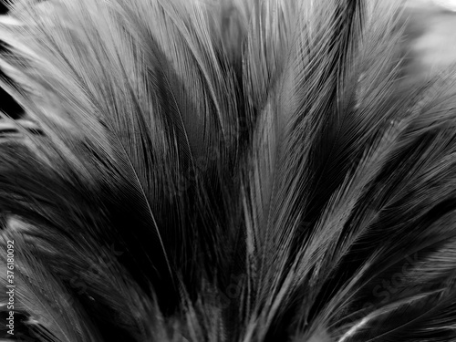 Beautiful abstract black feathers on white background and soft white feather texture on white pattern and dark background, gray feather background © Weerayuth