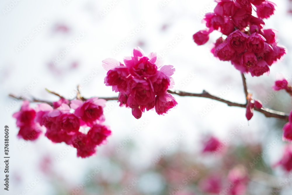 梅庭園 梅庭園