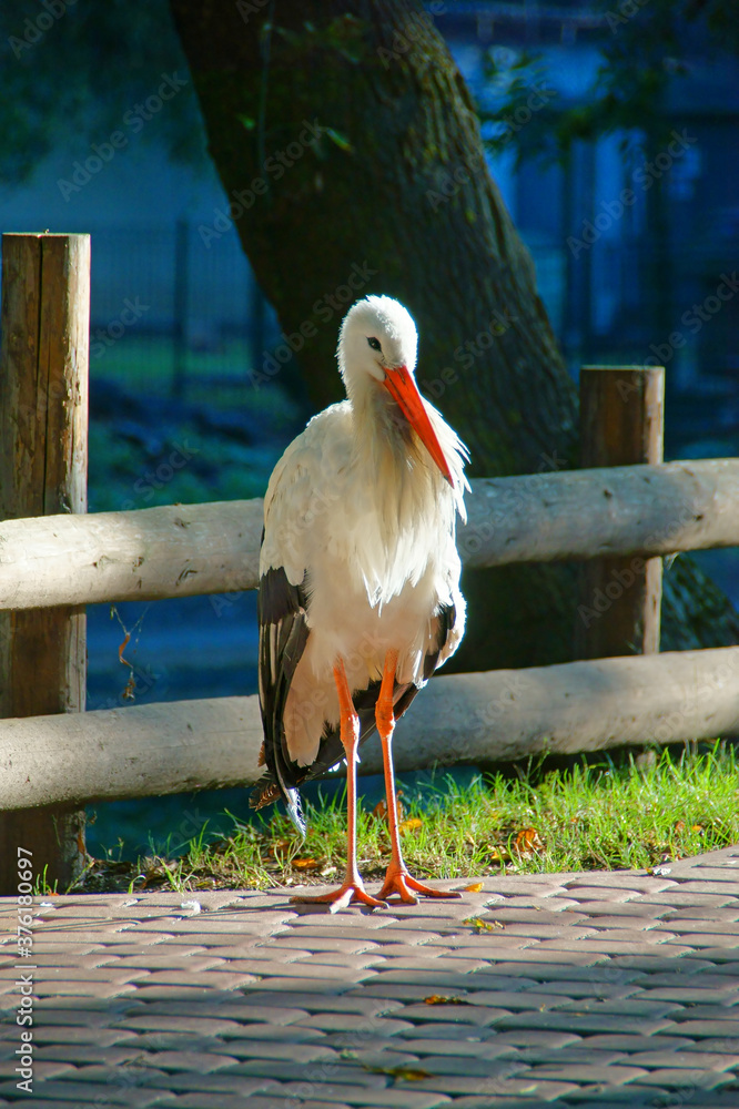 Big white stork walking by park