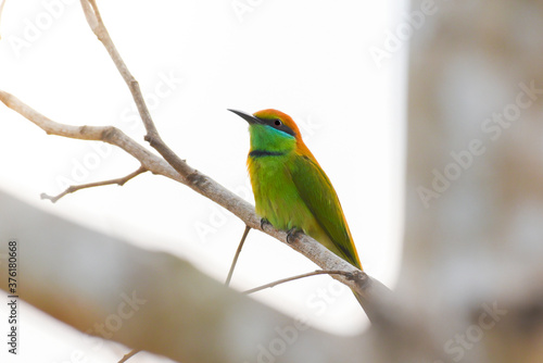 Merops orientalis or Green Bee-eater bird on tree branch.