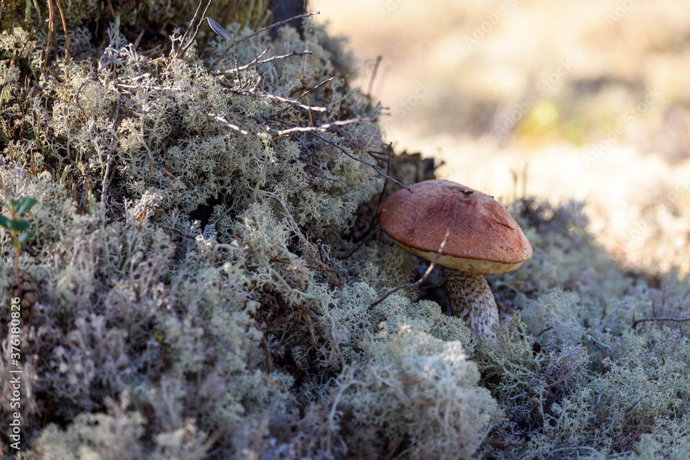Fototapeta premium Edible mushroom boletus with red hat grows on white moss on an autumn day in the forest.