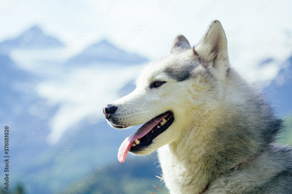 Dog with a woman walking mountains outdoors