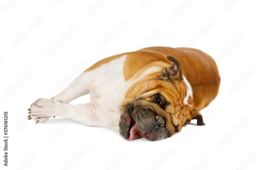 Purebred English bulldog lying on its side over white