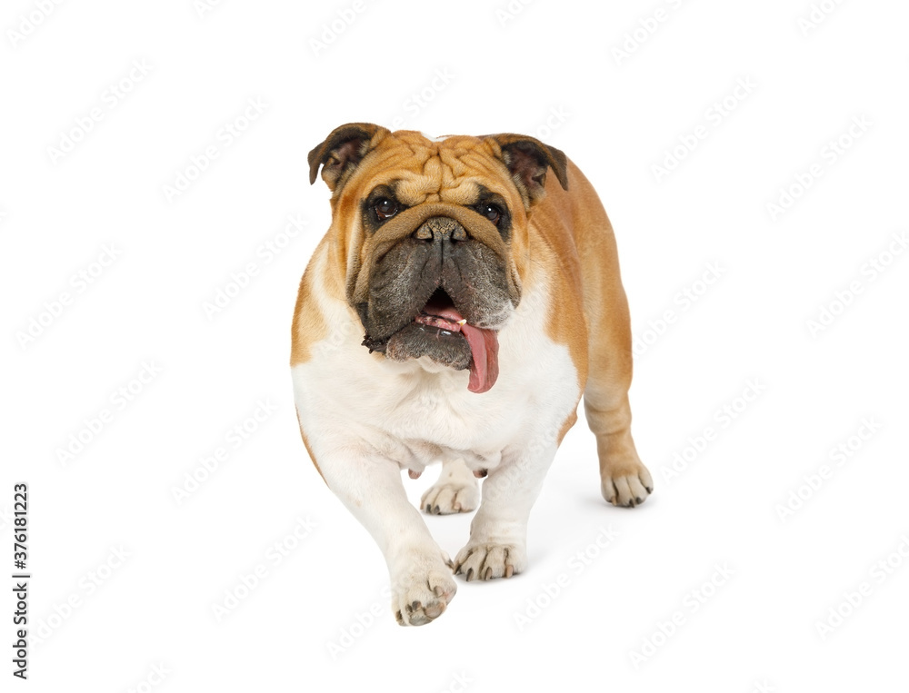 Purebred English bulldog with its tongue out  over white