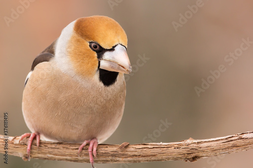 Hawfinch (Coccothraustes coccothraustes) passerine bird in finch Fringillidae family, close up photo of haw finch in winter time