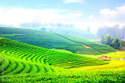 landscape 0f green tea plantation on high land Changrai Thailand