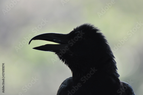 Portrait of black crow over blur green tree in park