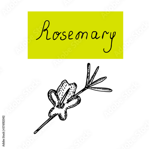 Rosemary twig with a flower, vector illustration, hand drawing