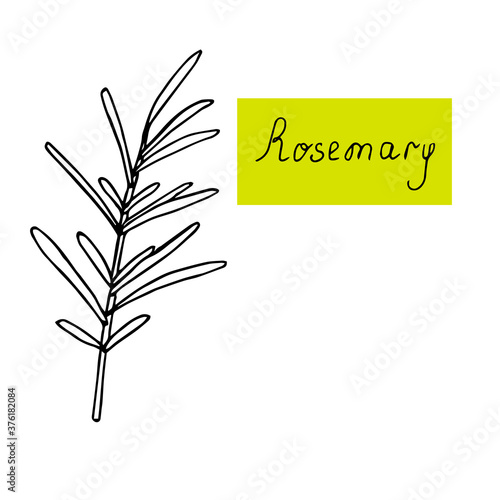 Fresh rosemary twig, vector illustration, hand drawing