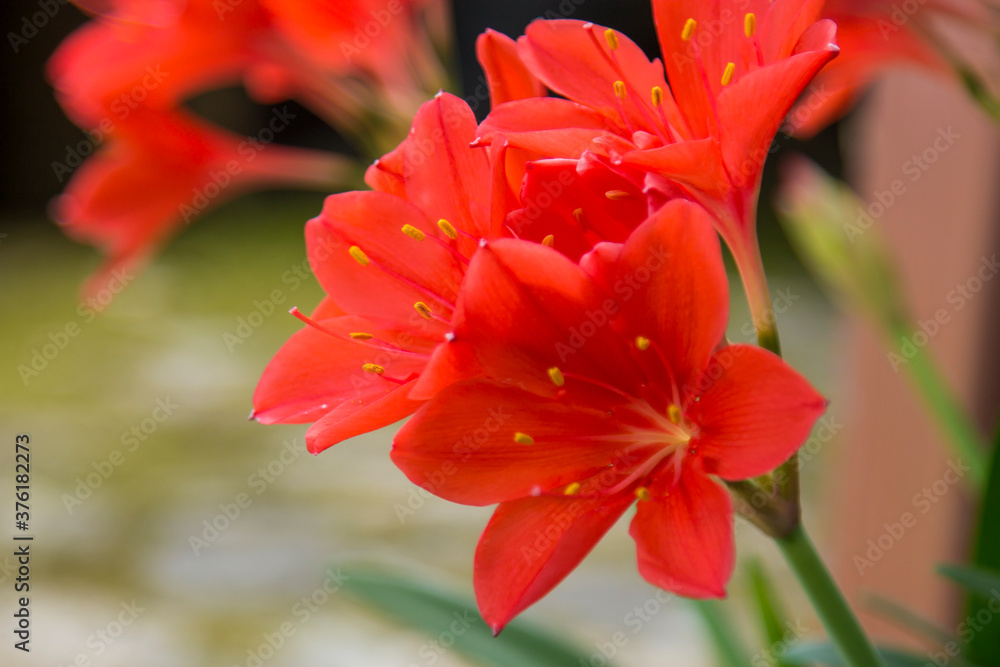 wild flowers in the field