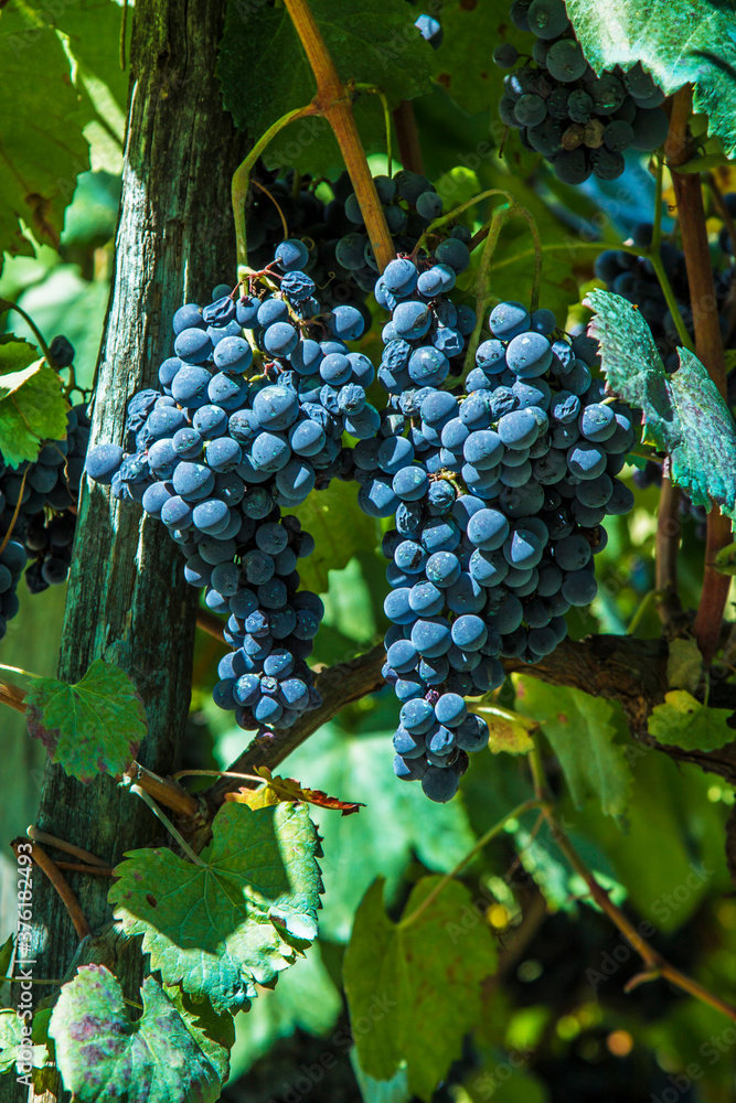 bunches of grapes in the vineyards