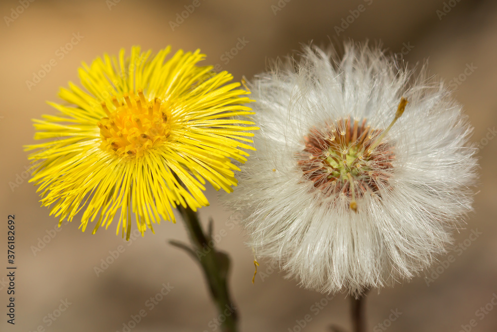 Coltsfoot (Tussilago farfara) yellow flower, a plant in the groundsel tribe in Daisy family Asteraceae, medicinal plant used for cough, found in colonies of dozens of plants in early spring Coltsfoot (Tussilago farfara) yellow flower, a plant in the groundsel tribe in Daisy family Asteraceae, medicinal plant used for cough, found in colonies of dozens of plants in early spring