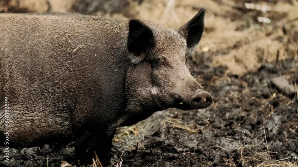 Pig farm. Agriculture. Black domestic pig in dirty ground. Farm field. Animal farming. Husbandry. Eco farming. Barnyard. Pig farm. Agriculture. Black domestic pig in dirty ground. Farm field. Animal farming. Husbandry. Eco farming. Barnyard.
