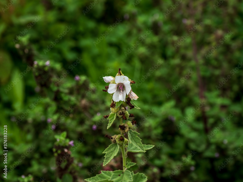 SINGLE FLOWER HEAD ON WILTING WILD FLOWER
SINGLE FLOWER HEAD ON WILTING WILD FLOWER