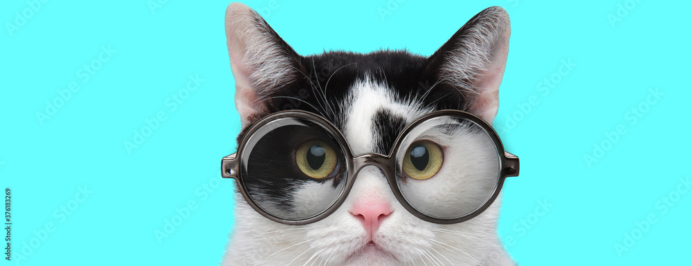 nerdy young metis cat with big eyes wearing eyeglasses