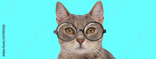 metis cat wearing eyeglasses, sitting and looking at camera