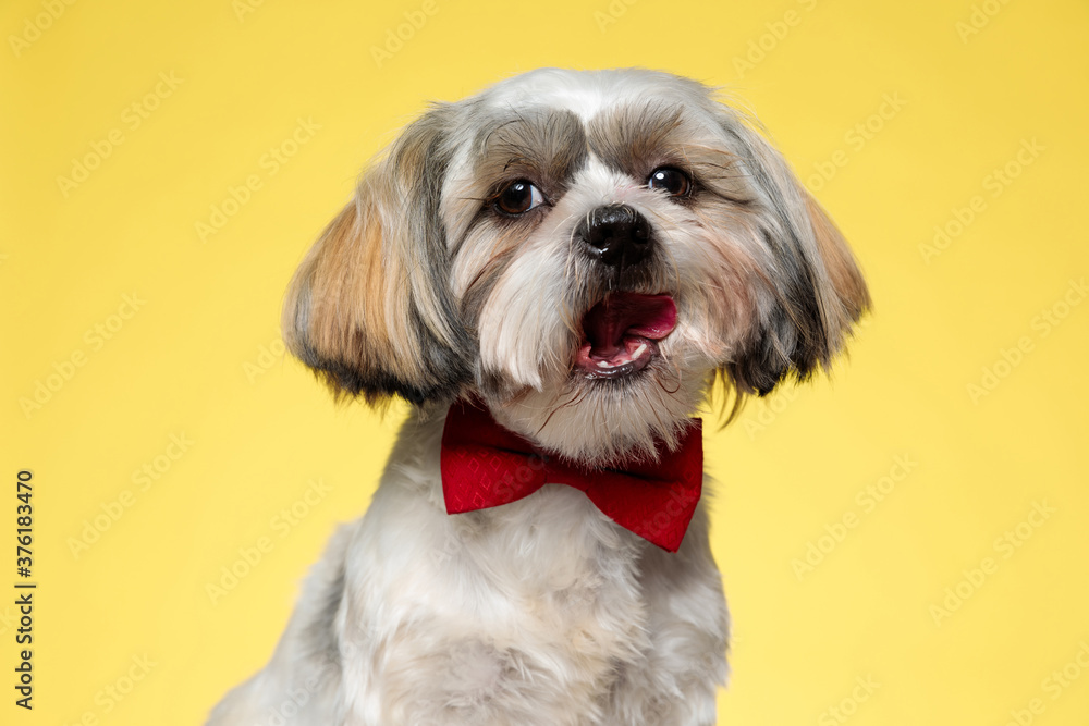 Playful Shih Tzu puppy wearing bowtie with its tongue exposed Playful Shih Tzu puppy wearing bowtie with its tongue exposed