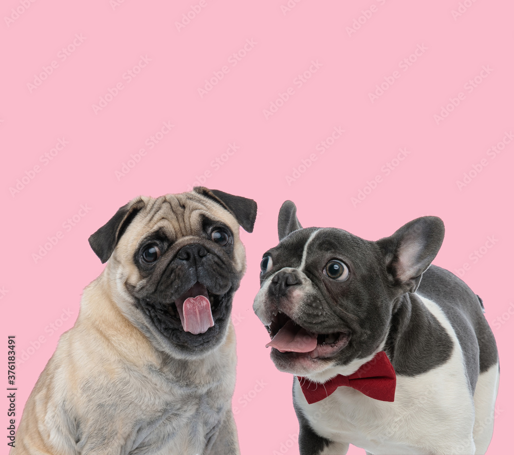 team of pug and french bulldog panting team of pug and french bulldog panting